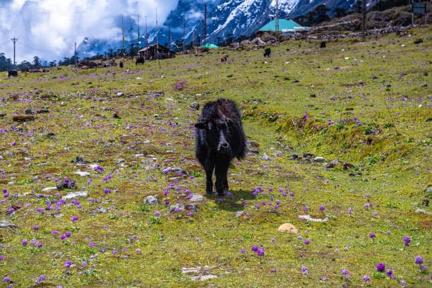 Silk Route Tours