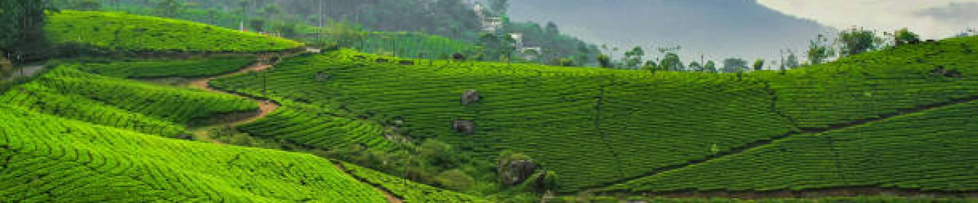 Beautiful scenic tea gardens against foggy mountains in the backdrop